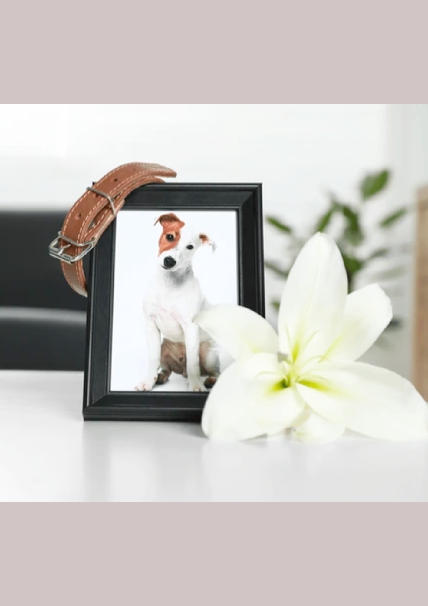 Accompagnement en ligne pour le deuil d’un animal