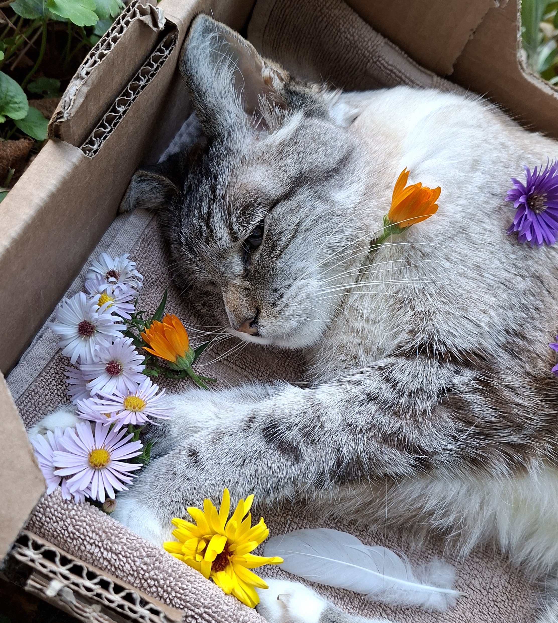 La fin de vie de Sandro